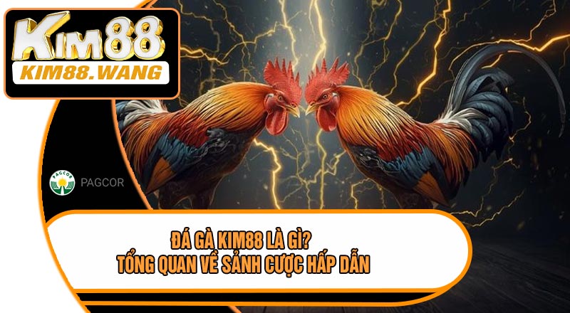 Đá Gà KIM88 Là Gì? Tổng Quan Về Sảnh Cược Hấp Dẫn