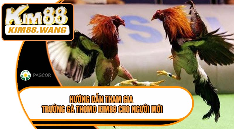 Hướng Dẫn Tham Gia Trường Gà Thomo KIM88 Cho Người Mới