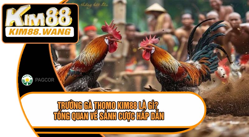 Trường Gà Thomo KIM88 Là Gì? Tổng Quan Về Sảnh Cược Hấp Dẫn