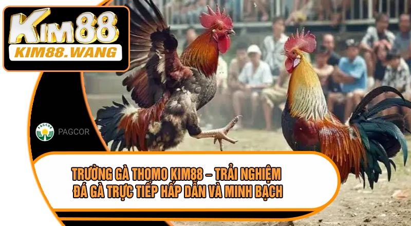 Trường Gà Thomo KIM88 – Trải Nghiệm Đá Gà Trực Tiếp Hấp Dẫn Và Minh Bạch