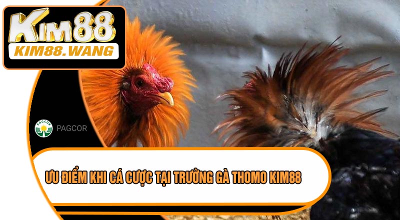 Ưu Điểm Khi Cá Cược Tại Trường Gà Thomo KIM88