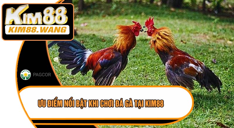 Ưu Điểm Nổi Bật Khi Chơi Đá Gà Tại KIM88